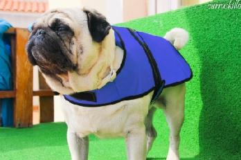 High Performance Cooling Coat for Dogs -Extra Small