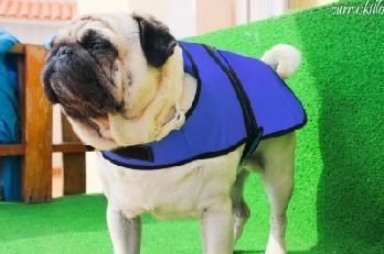 High Performance Cooling Coat for Dogs -Medium