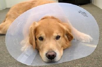 PLASTIC E-COLLAR 6 No.